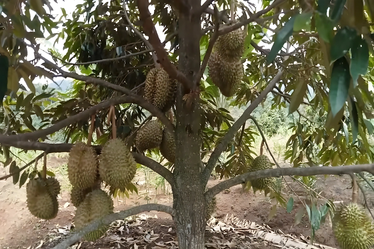 Pupuk Pohon Durian