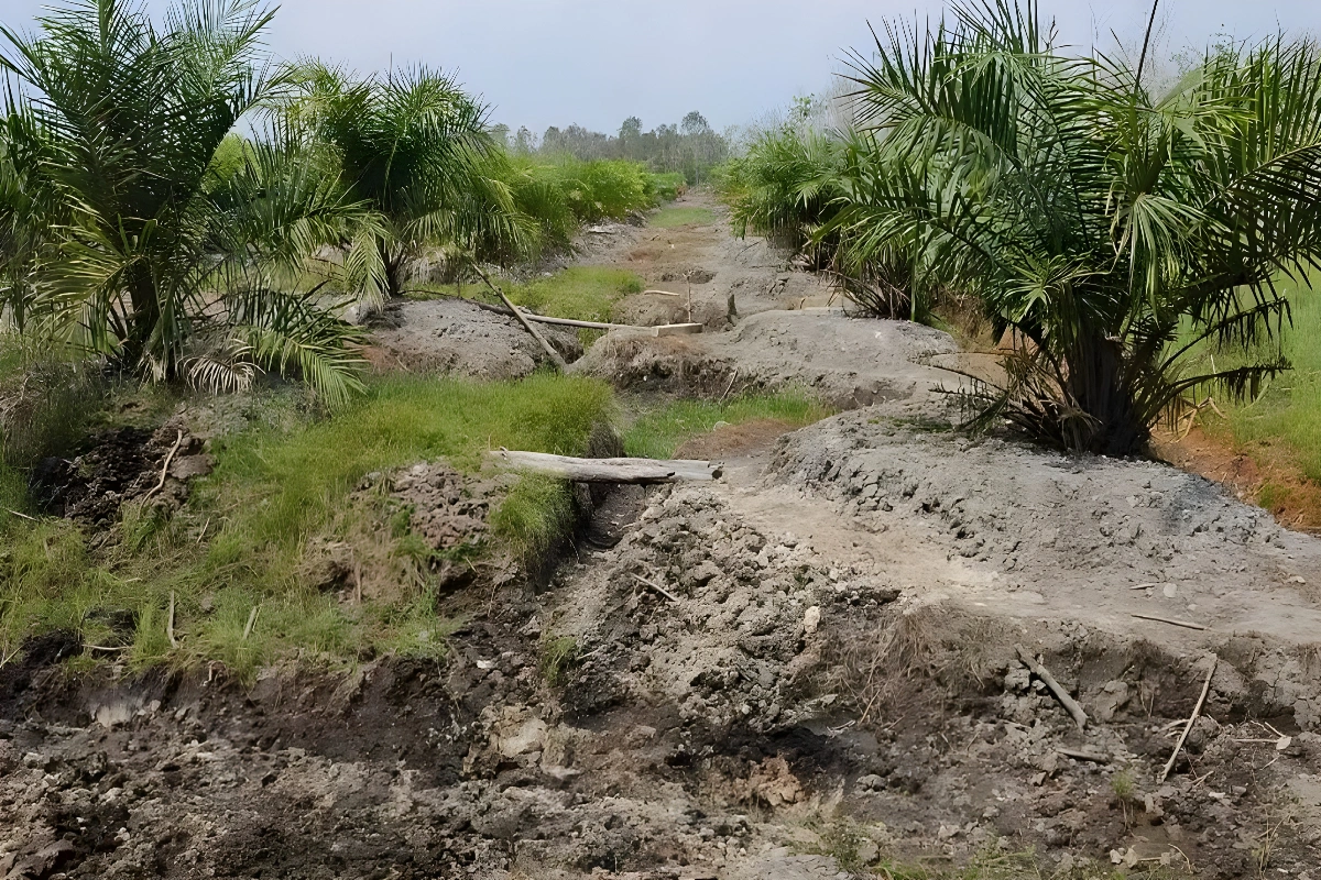 Pupuk Sawit Lahan Gambut