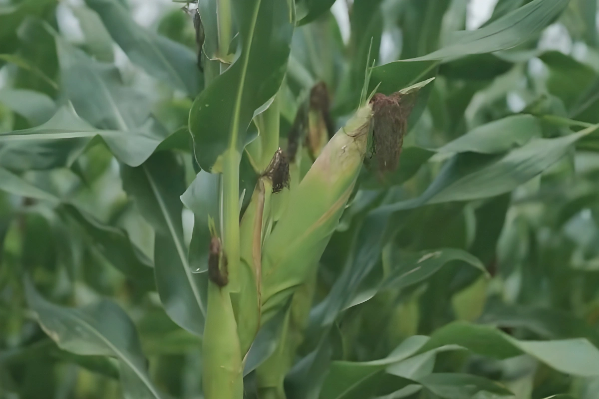 Pupuk untuk Jagung biar Buahnya Besar