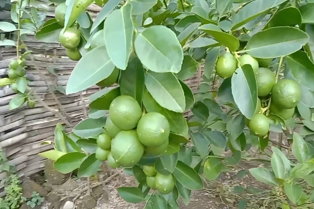Pupuk untuk Jeruk Nipis agar Berbuah Lebat
