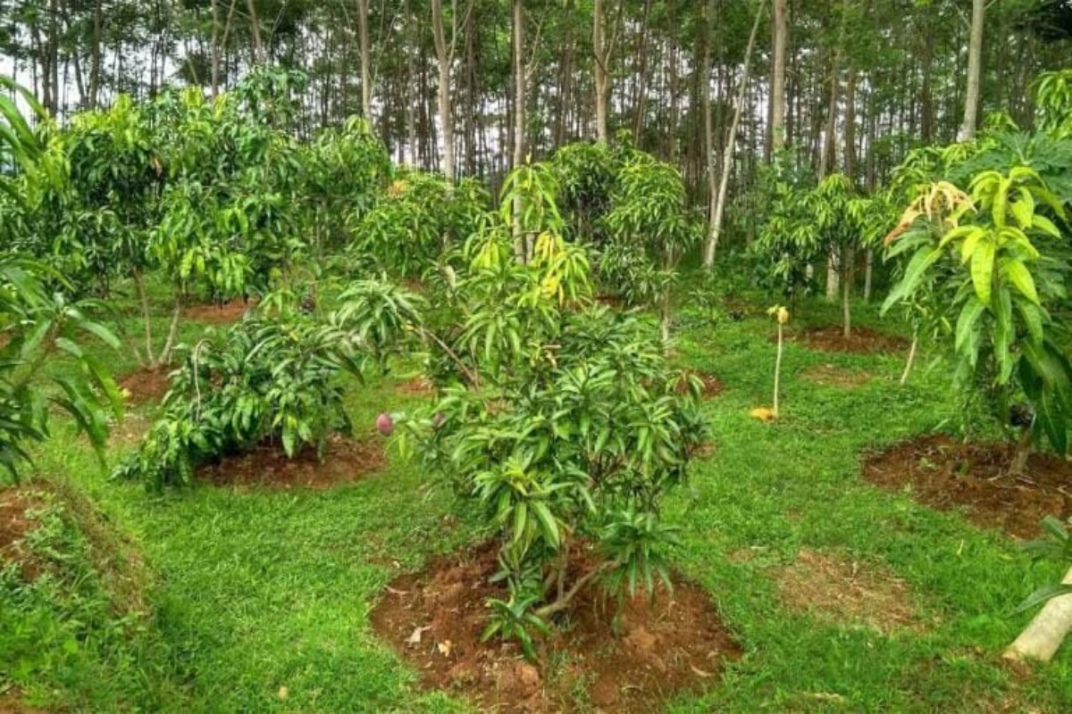 Pupuk untuk Mangga Baru Tanam