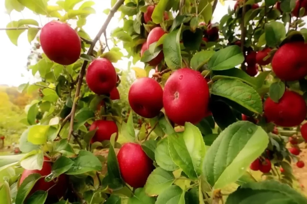 Pupuk untuk Pohon Apel