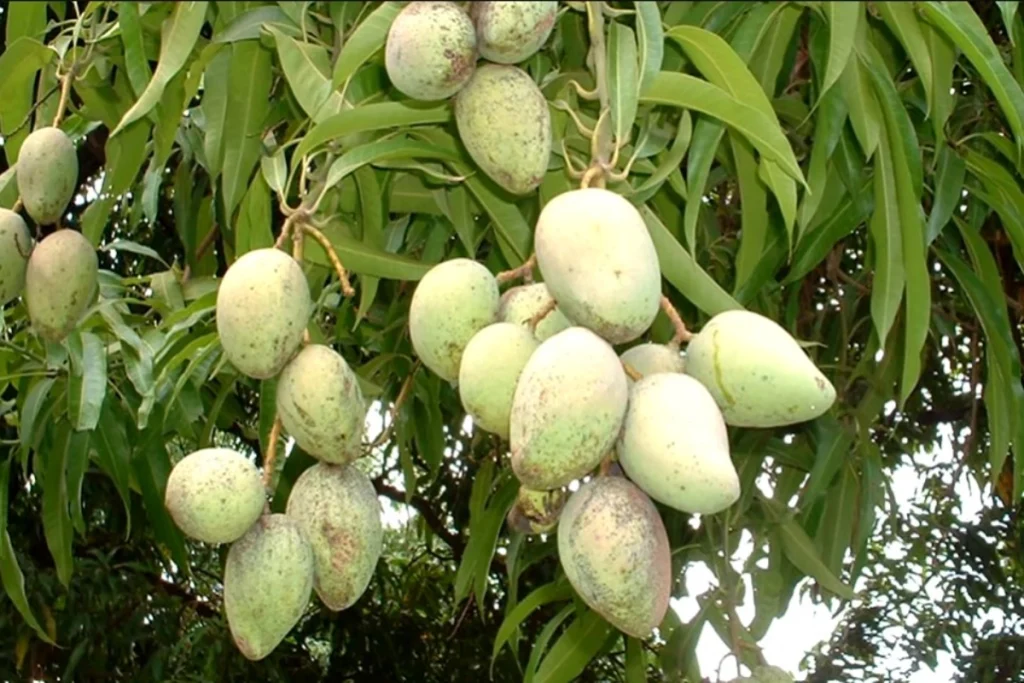Pupuk untuk Pohon Mangga agar Cepat Besar