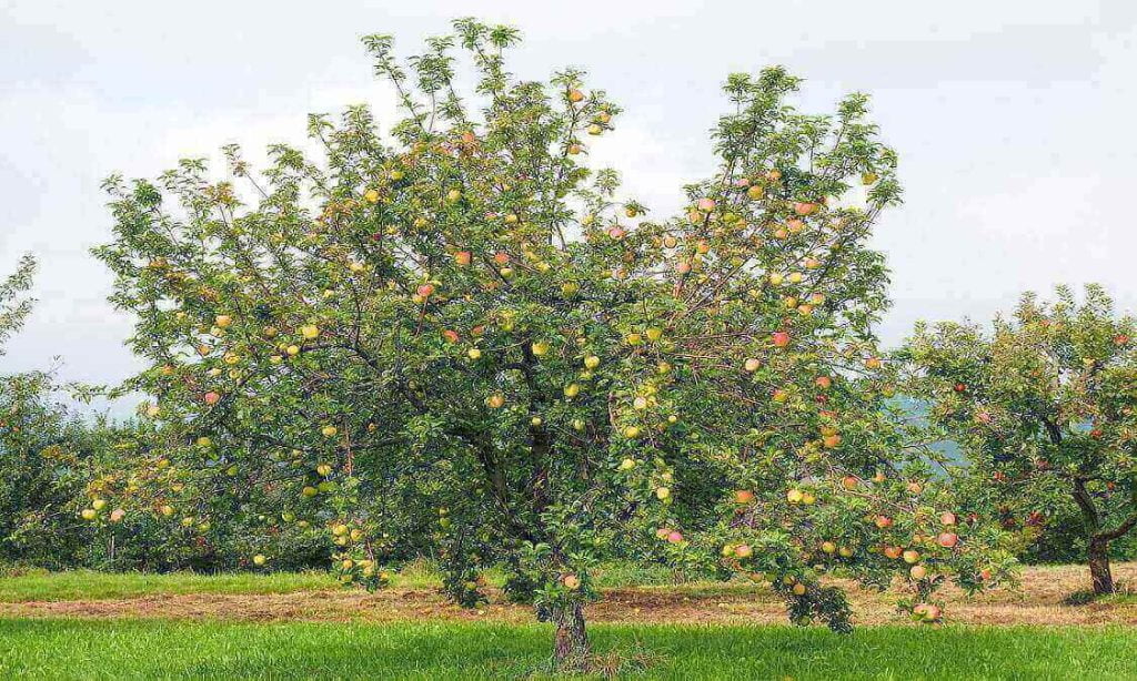 pohon apel 