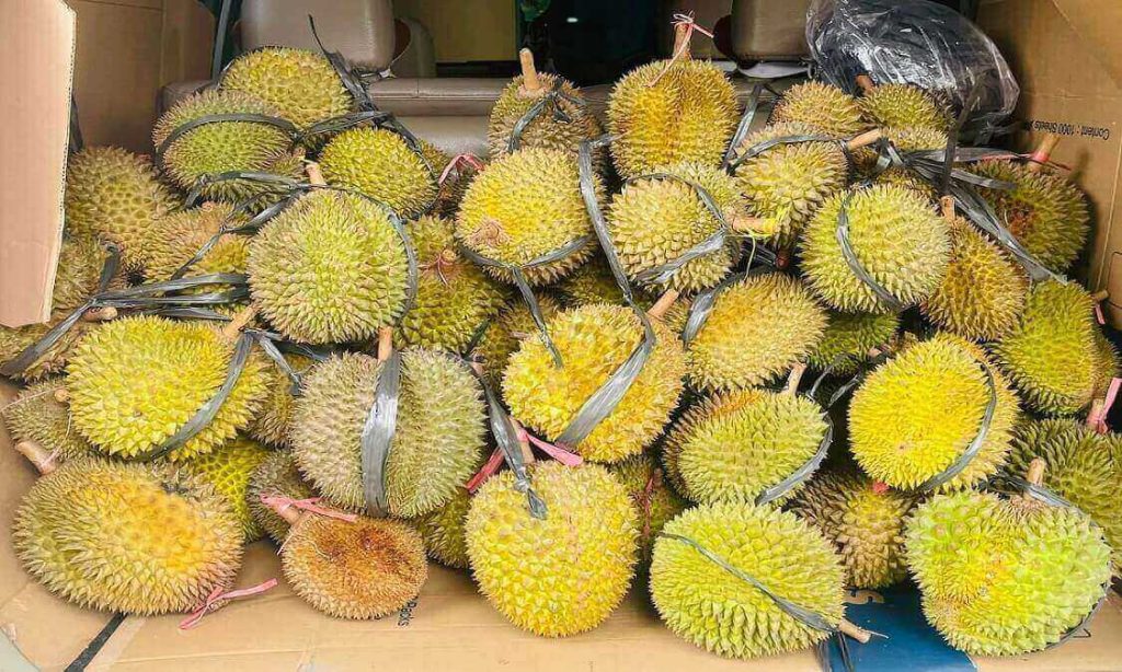 panen durian