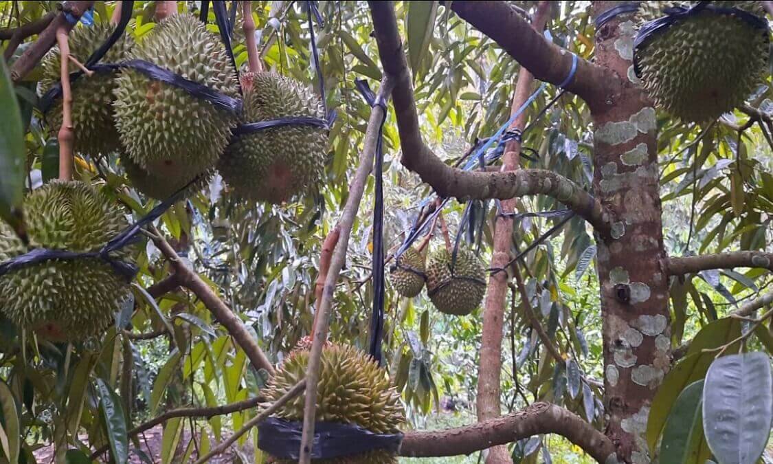 penyakit tanaman durian