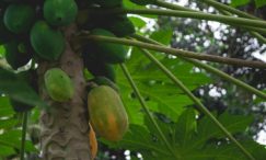 budidaya pepaya bangkok