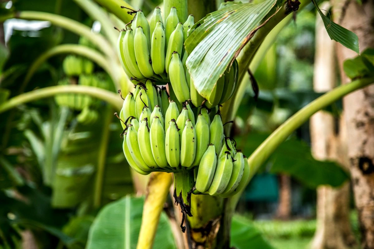 pupuk pohon pisang