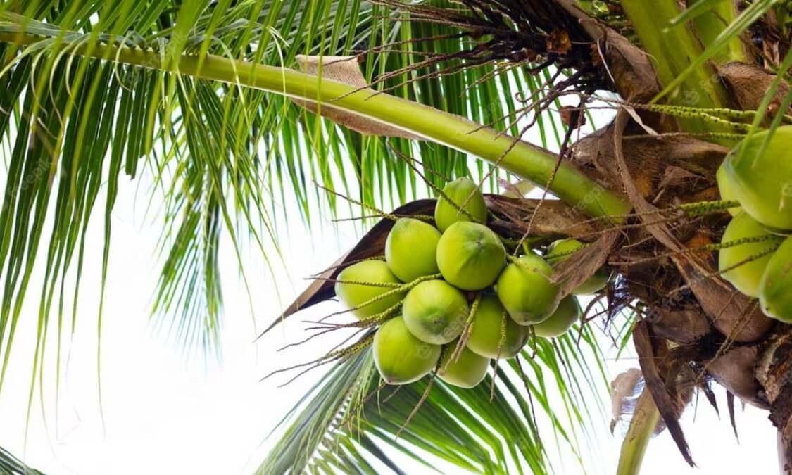 penyebab hama kelapa hibrida