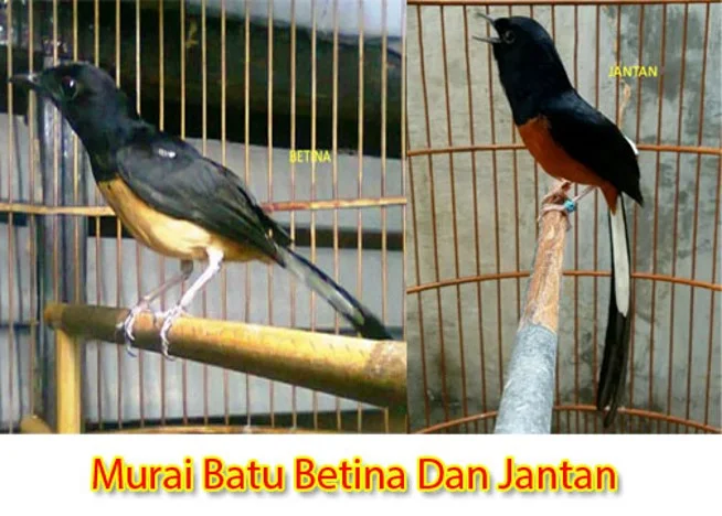 burung murai betina dan jantan