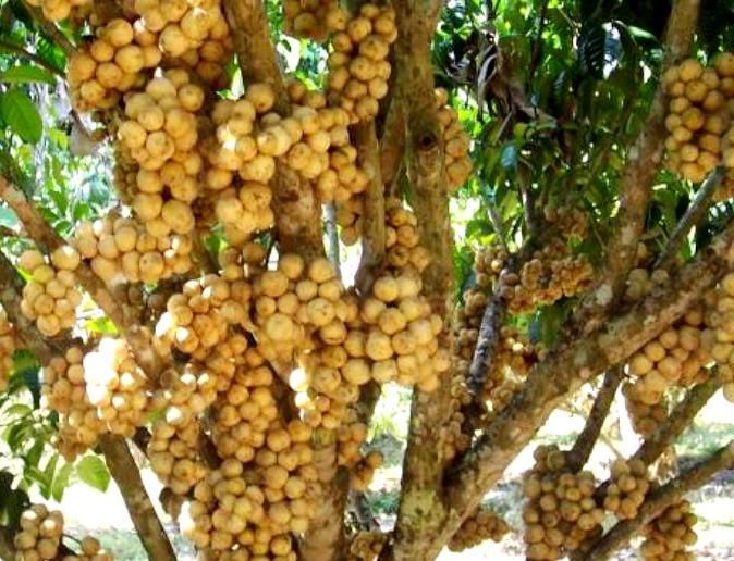 cara budidaya buah duku