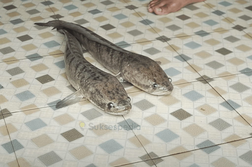 cara pemijahan ikan gabus