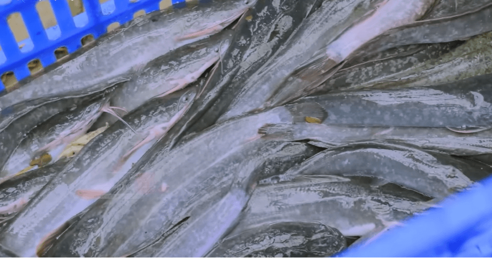 ikan lele