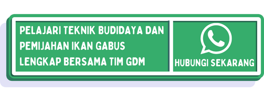 pemijahan ikan gabus