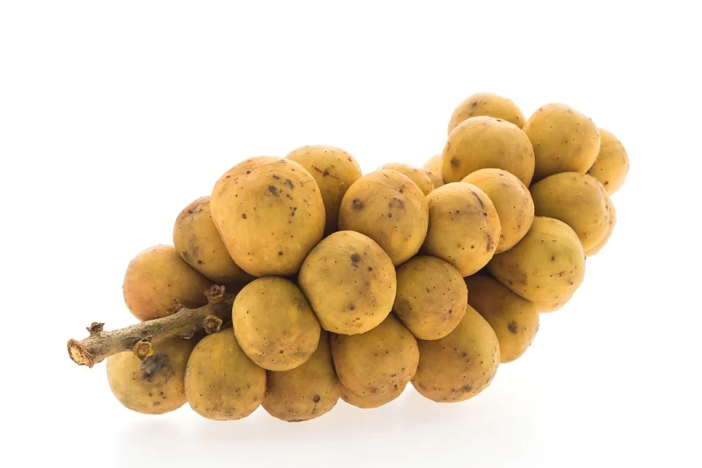 Pupuk duku agar berbuah lebat