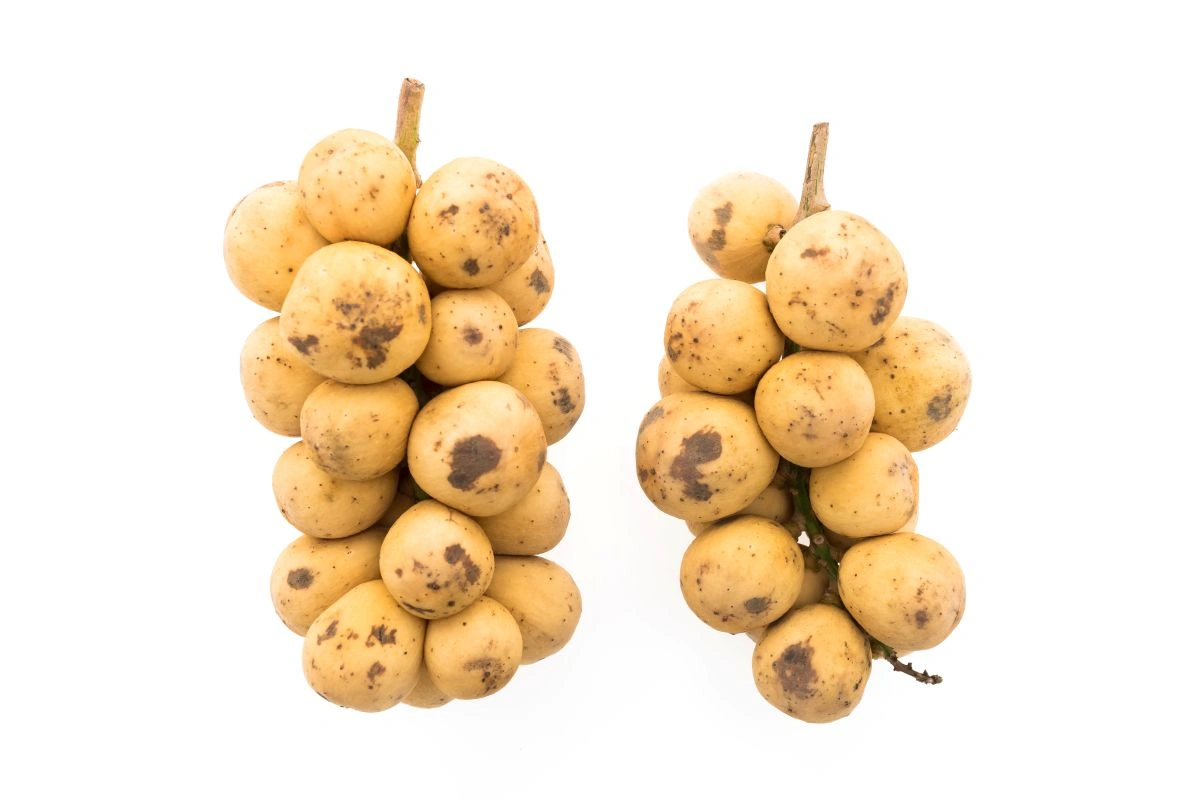 3 Pupuk Duku Agar Berbuah Lebat