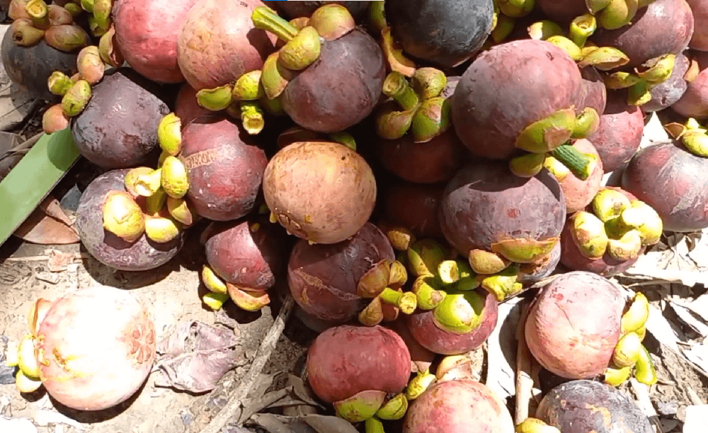 pupuk untuk pohon manggis
