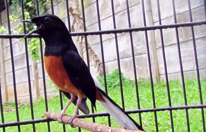 ternak burung murai batu