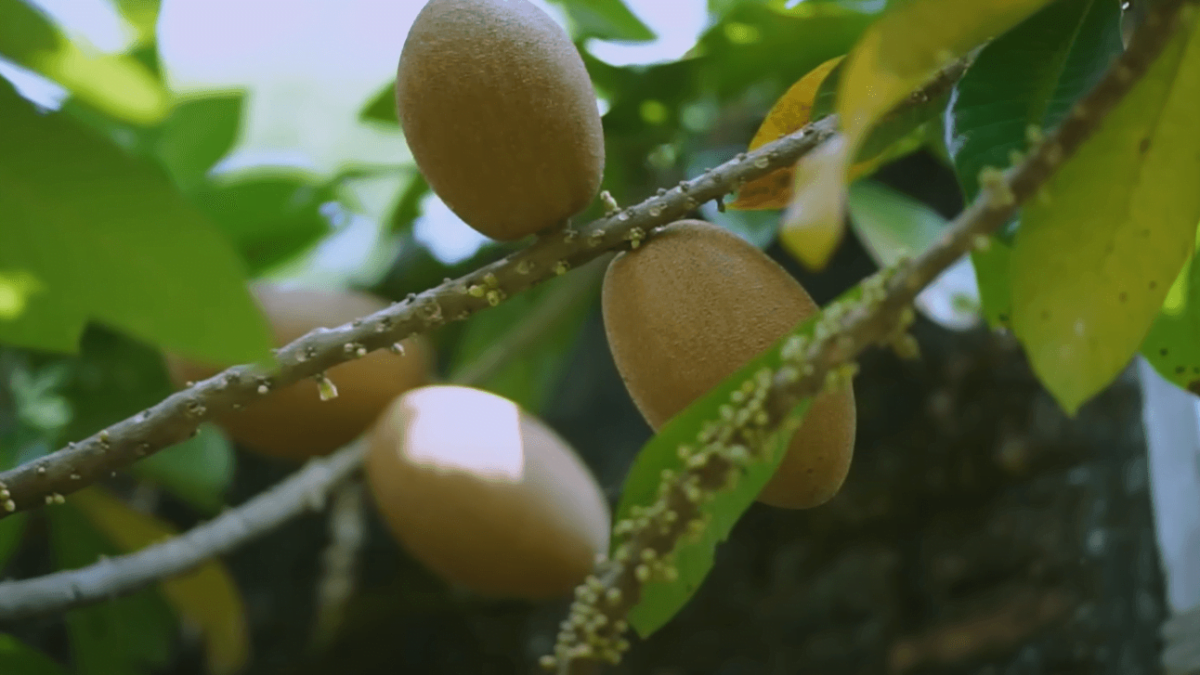 cara budidaya tanaman buah sawo