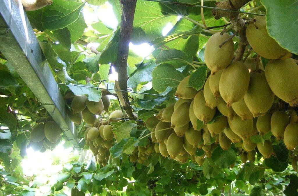 cara menanam buah kiwi (1)