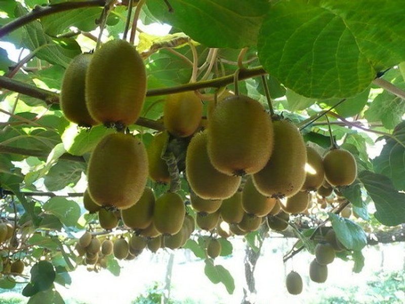 cara menanam buah kiwi (2)