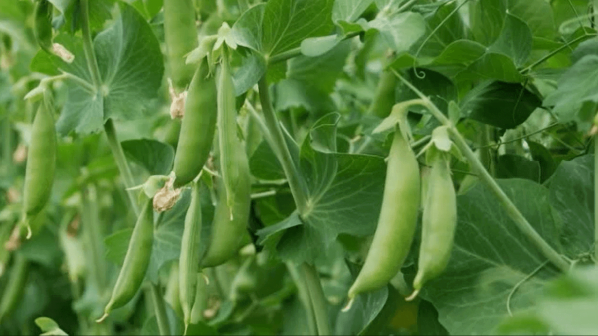 cara menanam budidaya kacang kapri (1)