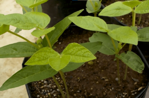 Cara Menanam Kacang Hijau Untuk Pemula, Berikut Perawatannya