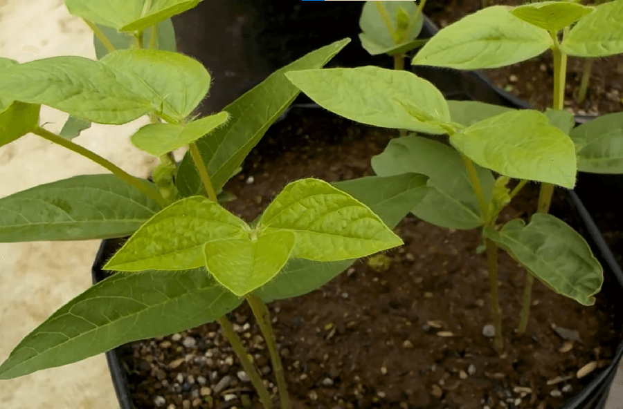 cara merawat tanaman kacang hijau