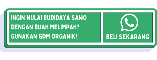 cta budidaya buah sawo