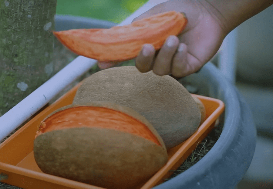panen buah sawo