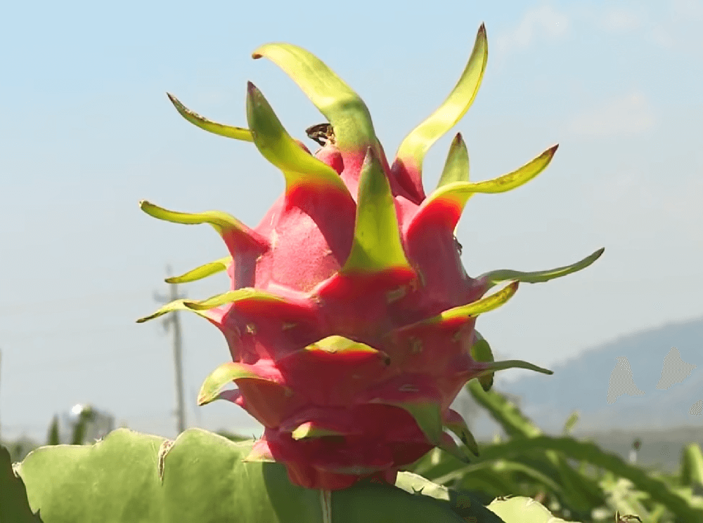 penyakit buah naga