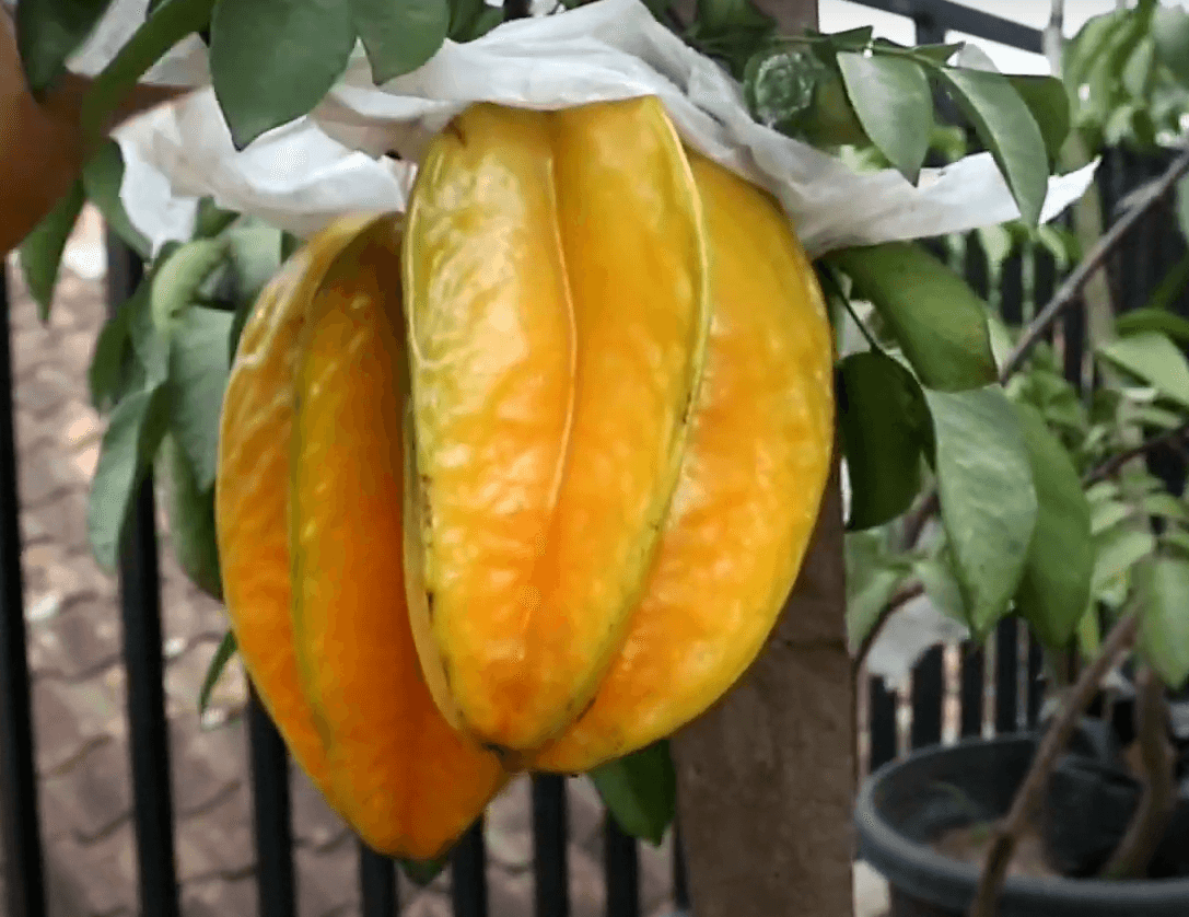 pupuk untuk buah belimbing