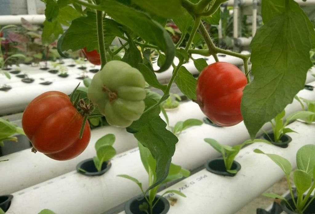 tomat hidroponik (1)