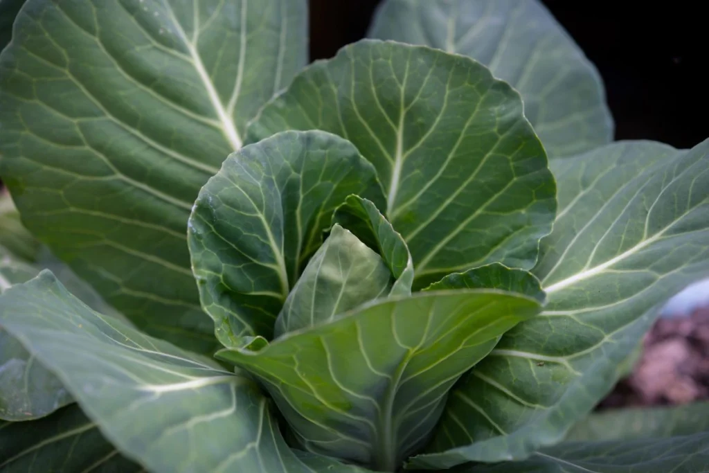 cara menanam kubis
