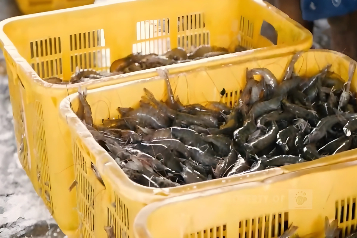 Probiotik Udang Vaname Kolam Terpal