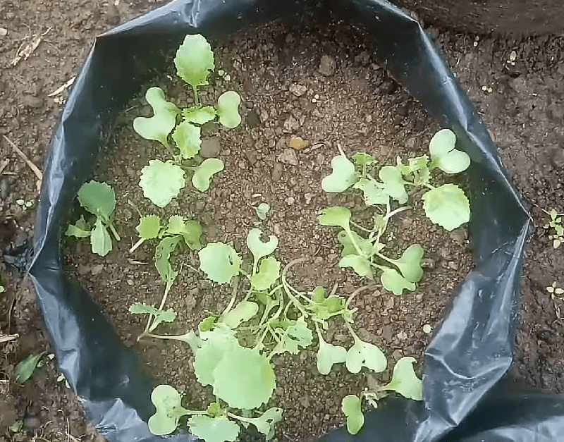 cara menanam kubis 2