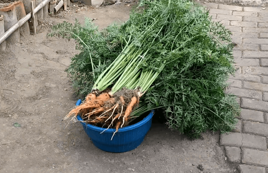 cara menanam wortel 2