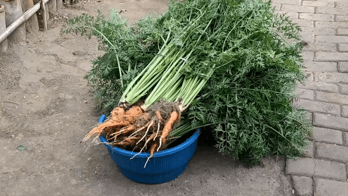 cara menanam wortel 2