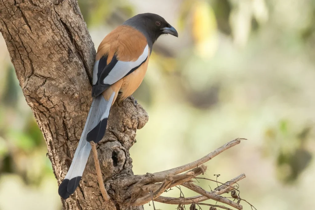 Cara ternak burung cendet