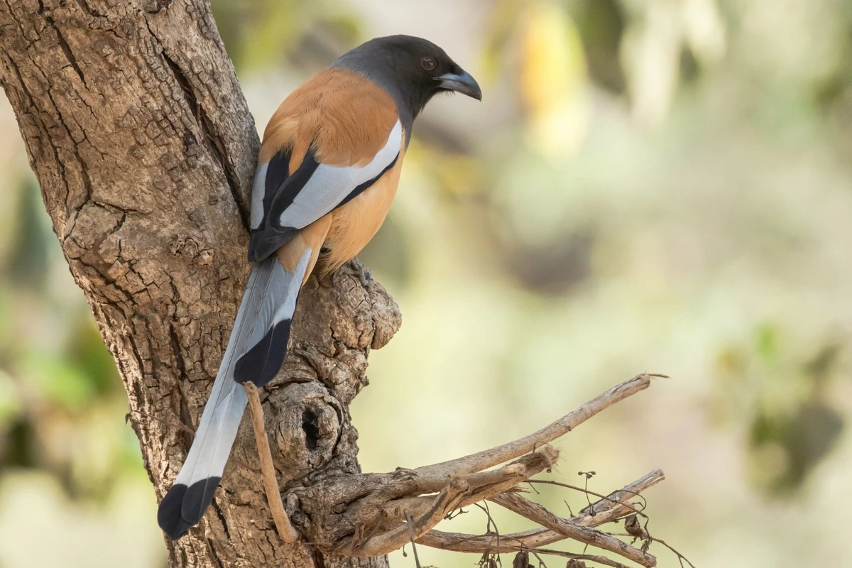 Cara ternak burung cendet