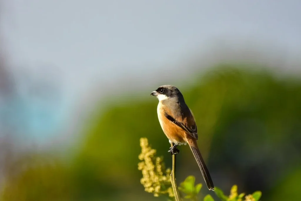 Car ternak burung cendet