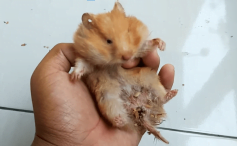 penyakit pada hamster