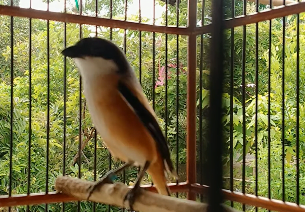 jenis pakan burung cendet