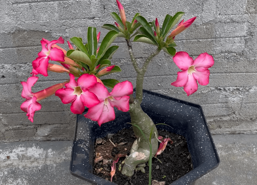 pupuk adenium agar cepat berbunga