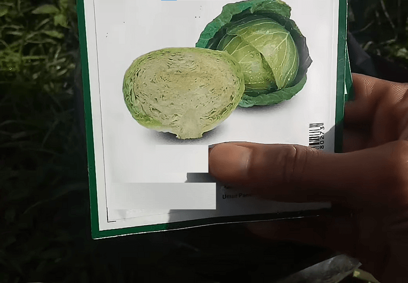 siapkan bibit kubis