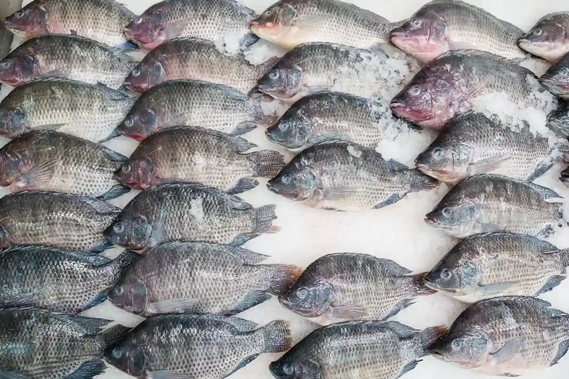 Pakan Ikan Mujair