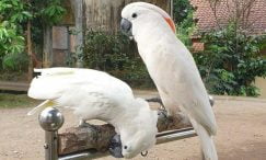 burung kakatua