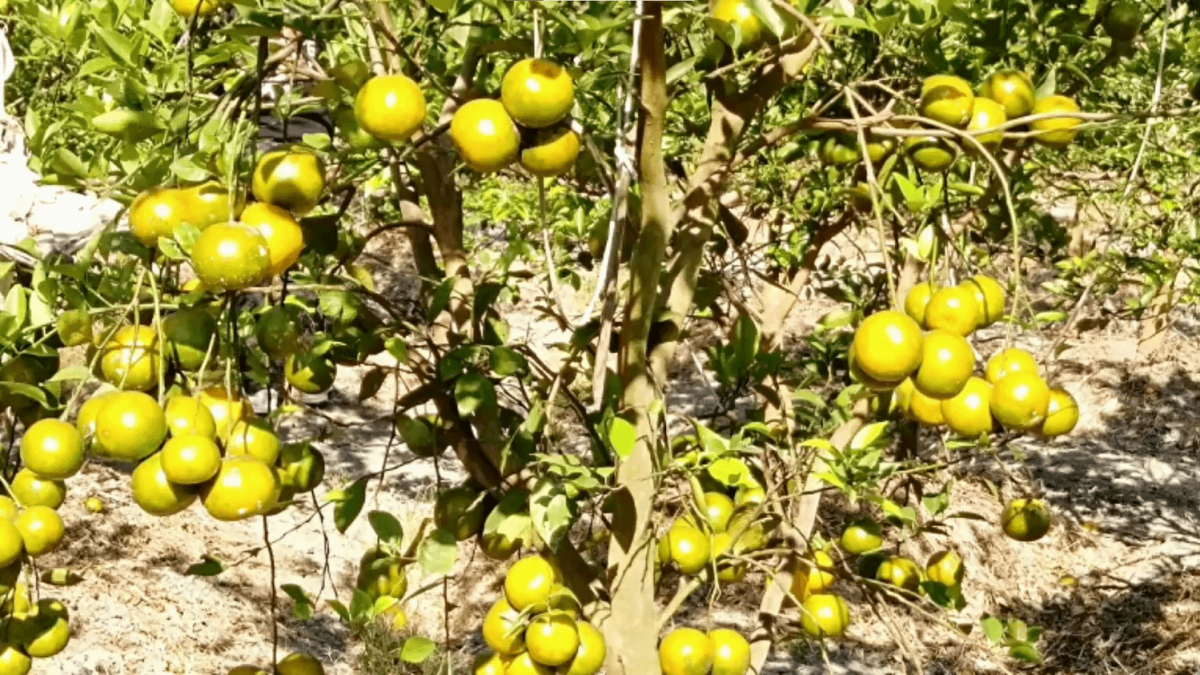 cara menanam dan budidaya jeruk siam (1)