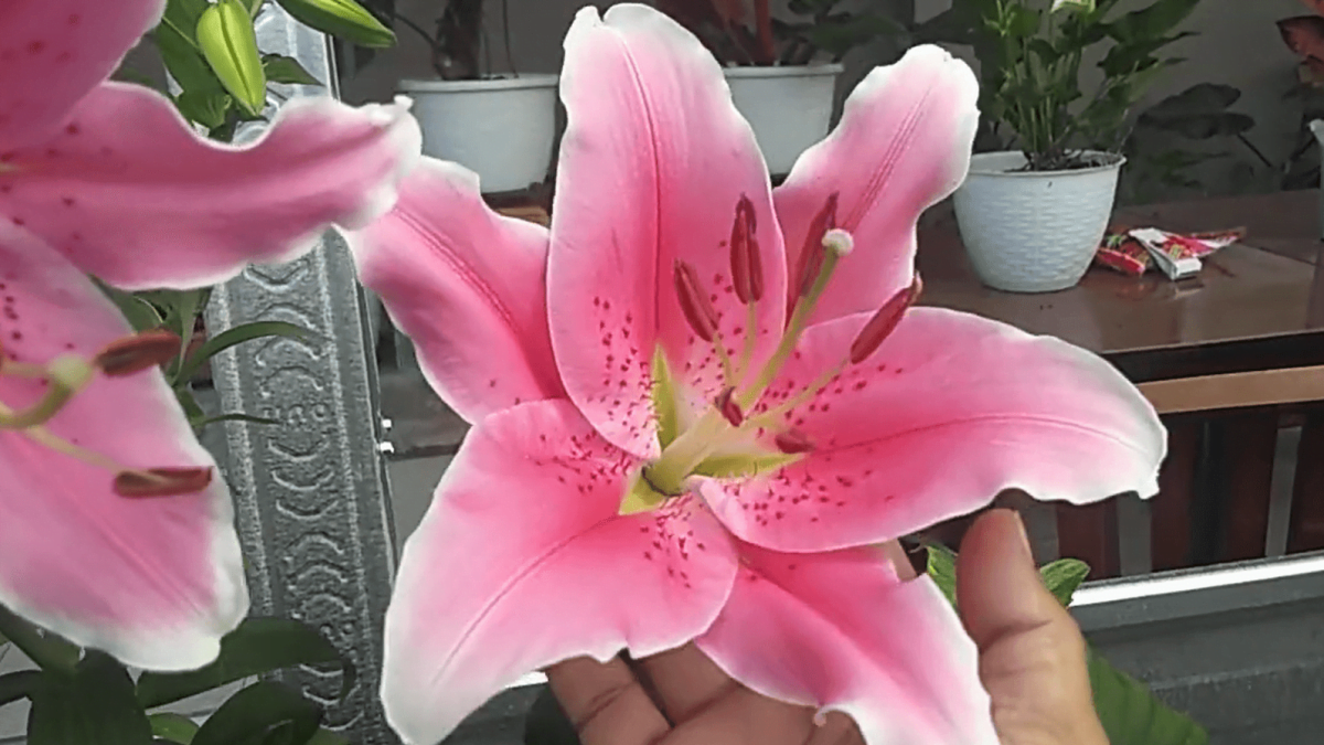 cara menanam lily (1)