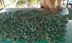 panen udang vaname